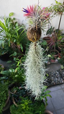 purple-colored branches of the Tillandsia air plant blooming flowers.  clipart