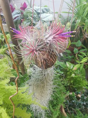 purple-colored branches of the Tillandsia air plant blooming flowers.  clipart