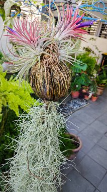 purple-colored branches of the Tillandsia air plant blooming flowers.  clipart