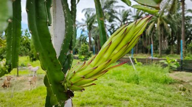 The dragonfruit plant sprouting flower on its stem.  clipart