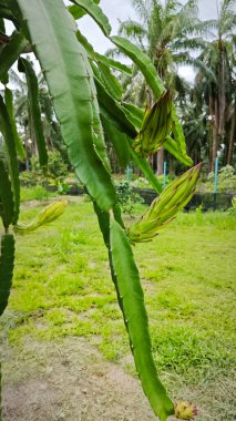 Ejderha meyvesi, gövdesinde çiçek açar.. 