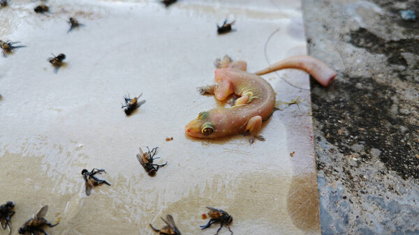 sticky paper trap for domestic tiny pests.