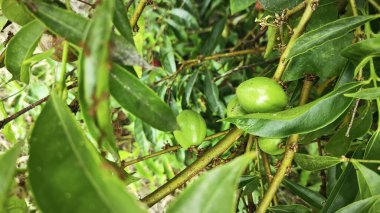Phaleria makrokarpa bitkisi. Elma meyvesine benzeyen küçük bir bitki.. 