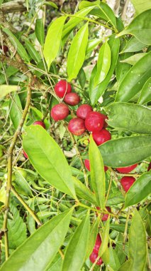 Phaleria makrokarpa bitkisi. Elma meyvesine benzeyen küçük bir bitki.. 