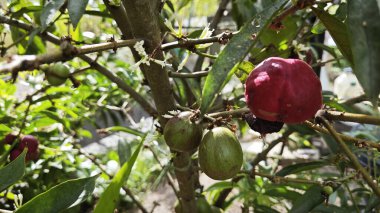 phaleria macrocarpa herbal tiny look-like an apple fruit plant.  clipart