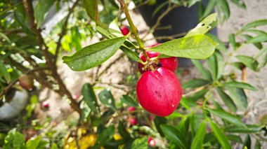 Phaleria makrokarpa bitkisi. Elma meyvesine benzeyen küçük bir bitki.. 