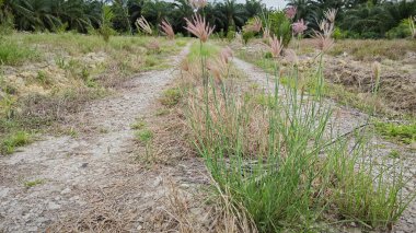 wild feather finger grass growing along the countryside rural pathway. clipart