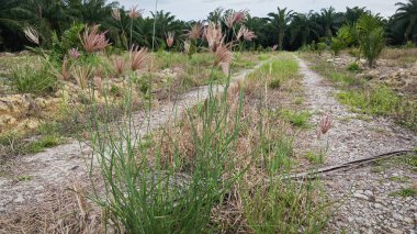 Kırsal yolda büyüyen yabani tüylü parmak otları..