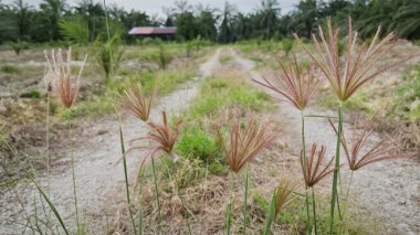 wild feather finger grass growing along the countryside rural pathway. clipart