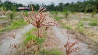 wild feather finger grass growing along the countryside rural pathway. clipart