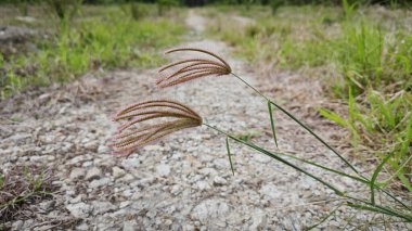 wild feather finger grass growing along the countryside rural pathway. clipart