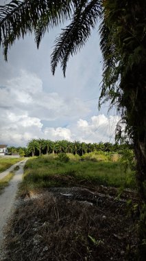 Gökyüzü mavi bulutlu ve ön planda palmiye yağı olan gökyüzüne bakıyor.   