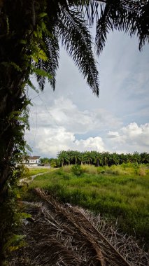 Gökyüzü mavi bulutlu ve ön planda palmiye yağı olan gökyüzüne bakıyor.   