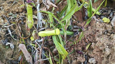 looking at the wild creeping monkey cups plant.  clipart