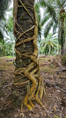 banyan kökleri boğar veya palmiye yağı gövdesini sarar.. 