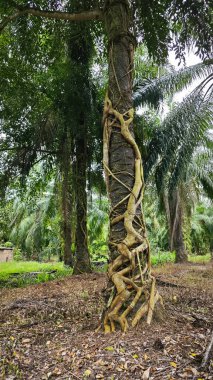 banyan kökleri boğar veya palmiye yağı gövdesini sarar.. 