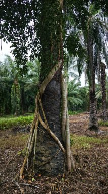 banyan kökleri boğar veya palmiye yağı gövdesini sarar.. 