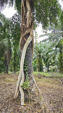 banyan kökleri boğar veya palmiye yağı gövdesini sarar.. 