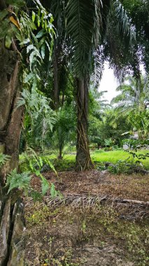banyan kökleri boğar veya palmiye yağı gövdesini sarar.. 