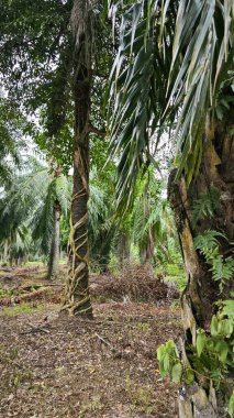 banyan kökleri boğar veya palmiye yağı gövdesini sarar.. 
