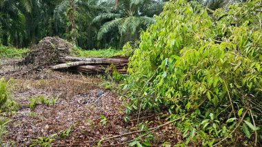 banyan kökleri boğar veya palmiye yağı gövdesini sarar.. 