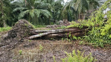 banyan kökleri boğar veya palmiye yağı gövdesini sarar.. 