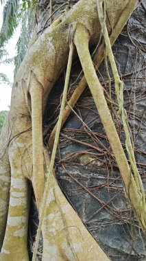 banyan roots strangler or wrapped up the palm oil tree trunk.  clipart