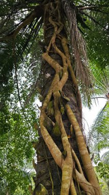 banyan kökleri boğar veya palmiye yağı gövdesini sarar.. 