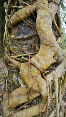 banyan kökleri boğar veya palmiye yağı gövdesini sarar.. 