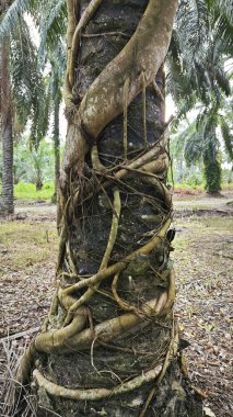 banyan kökleri boğar veya palmiye yağı gövdesini sarar.. 