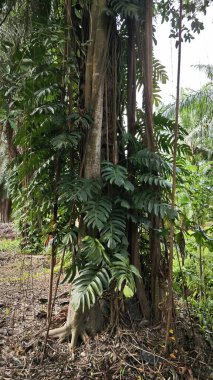 banyan kökleri boğar veya palmiye yağı gövdesini sarar.. 
