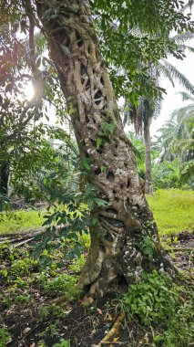 banyan kökleri boğar veya palmiye yağı gövdesini sarar.. 