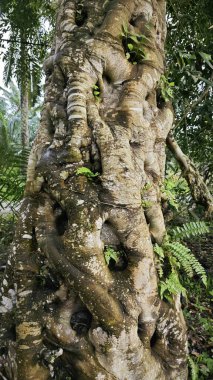 banyan kökleri boğar veya palmiye yağı gövdesini sarar.. 
