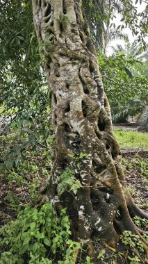 banyan kökleri boğar veya palmiye yağı gövdesini sarar.. 