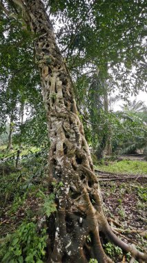 banyan kökleri boğar veya palmiye yağı gövdesini sarar.. 