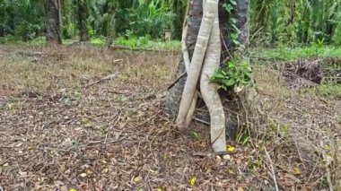 banyan kökleri boğar veya palmiye yağı gövdesini sarar..  