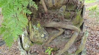 banyan kökleri boğar veya palmiye yağı gövdesini sarar..  