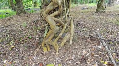 banyan kökleri boğar veya palmiye yağı gövdesini sarar..  