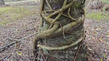 banyan kökleri boğar veya palmiye yağı gövdesini sarar..  