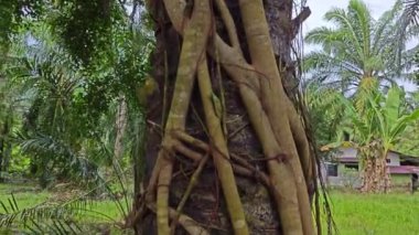 banyan kökleri boğar veya palmiye yağı gövdesini sarar..  