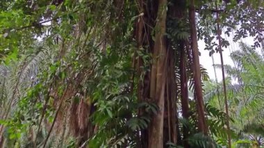 banyan kökleri boğar veya palmiye yağı gövdesini sarar..  