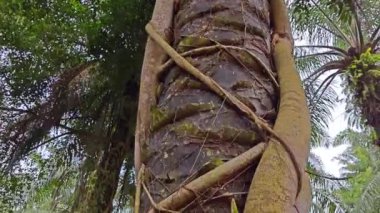 banyan kökleri boğar veya palmiye yağı gövdesini sarar..  