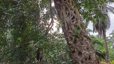 banyan kökleri boğar veya palmiye yağı gövdesini sarar..  