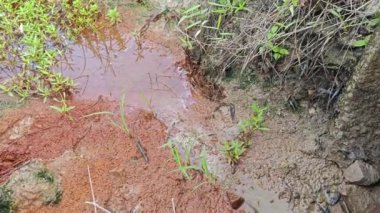 Kuruyan su birikintisi toprak yüzeyindeki kahverengi ya da kırmızımsı paslı lekeler. 