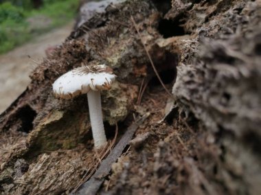 the inedible wild mushrooms on the decaying the palm oil tree trunk.  clipart