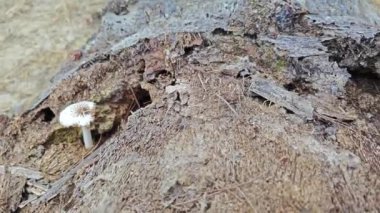 Çiftlikteki yenilemez beyaz mantarlar.. 