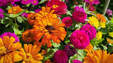 Multi-colored of the Zinnia elegans petals flowering plant. clipart