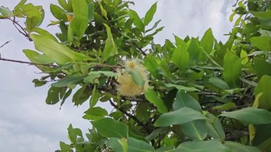 Küçük bir Syzygium akvaryum çiçeği kümesi..