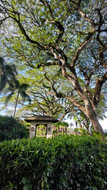 Georgetown,Penang. Kasım 2024, 08: Shangri-La 'nın Rasa Sayang Resort' u Batu Feringgi sahilindeki yağmur ormanlarının manzarası.