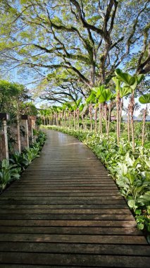 Georgetown,Penang. Kasım 2024, 08: Shangri-La 'nın Rasa Sayang Resort' u Batu Feringgi sahilindeki yağmur ormanlarının manzarası.